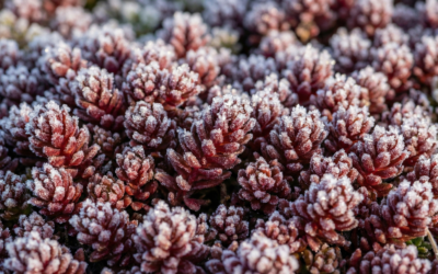 Sedum növények télen