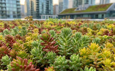 Extenzív zöldtető: A fenntartható városi oázis titka
